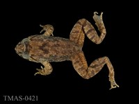 藏品(福建大頭蛙)的圖片